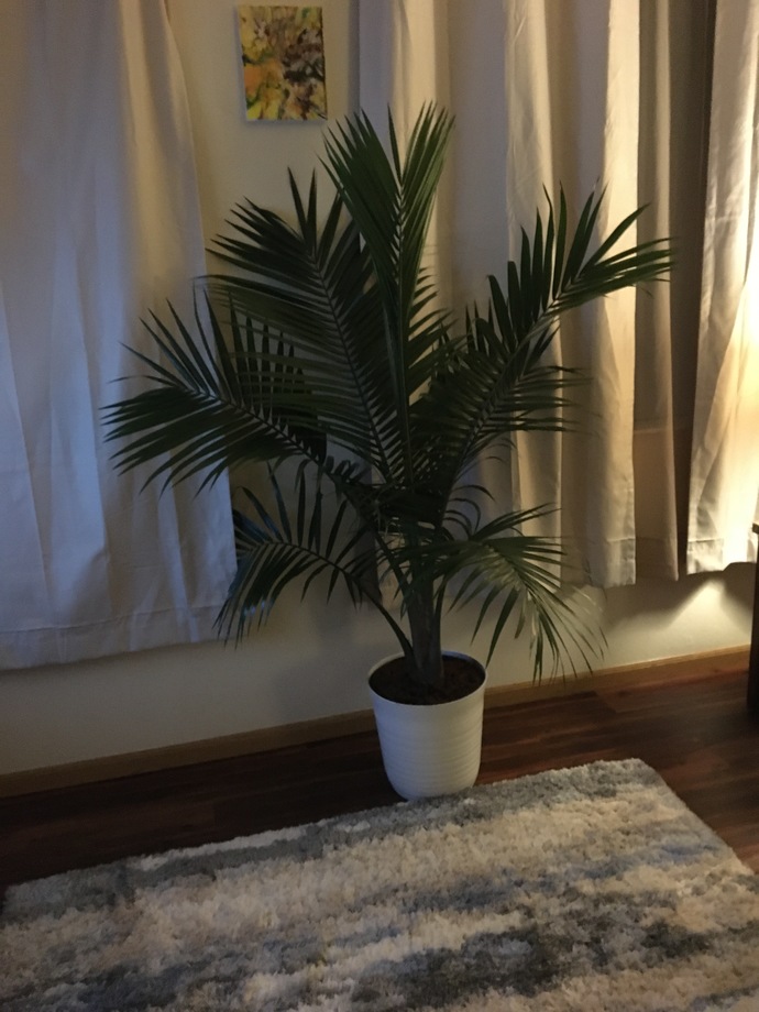 What do you think of my plant?