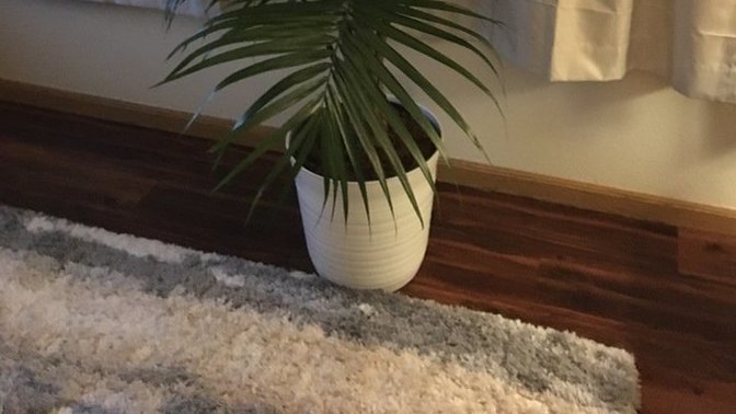 What do you think of my plant?