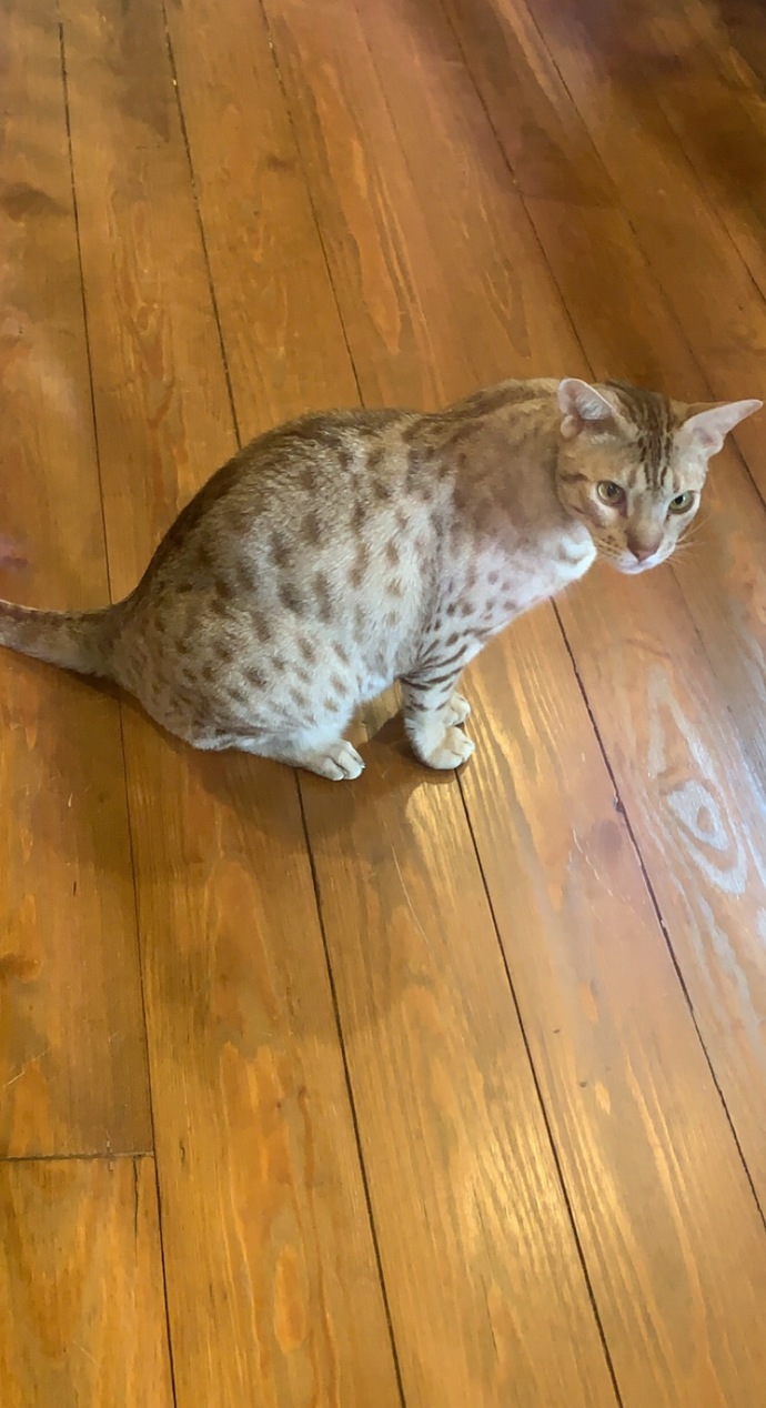 I went to a cat cafe today, which one’s the cutest cat?