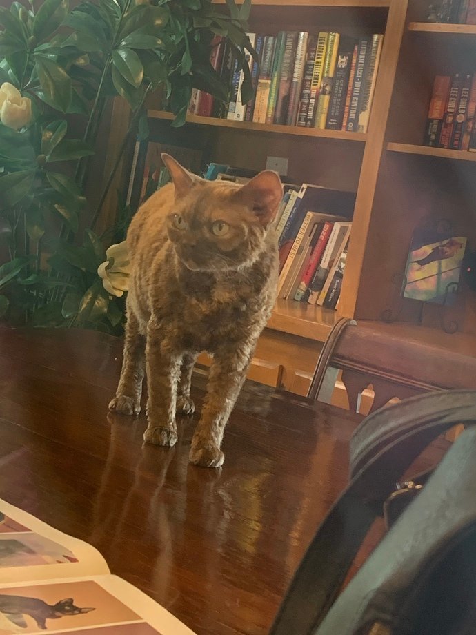 I went to a cat cafe today, which one’s the cutest cat?