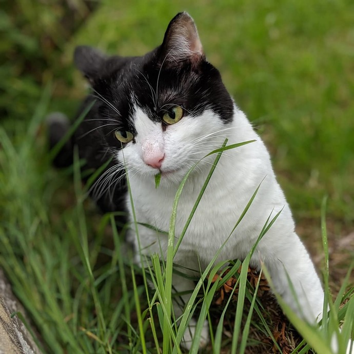 Do you like cats?