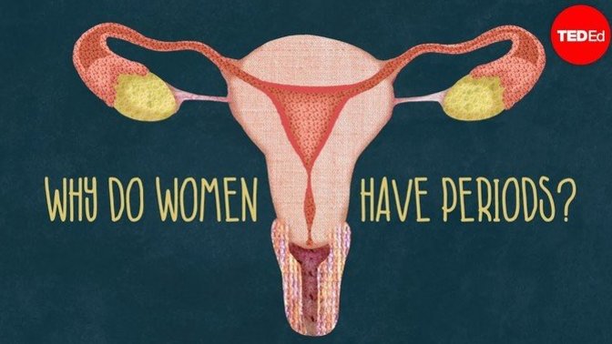 Why do women have periods?