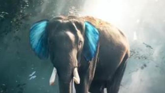 How does this elephant make you feel?