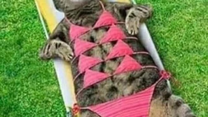 British people, how will you cope during the national emergency heatwave?
