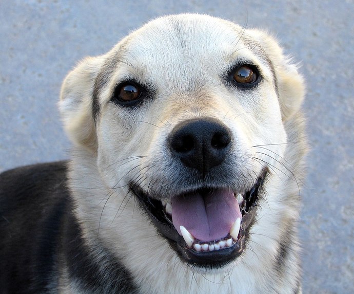 Do Dogs Laugh Like Humans?