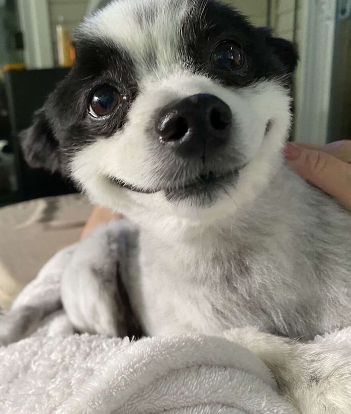 Do Dogs Laugh Like Humans?