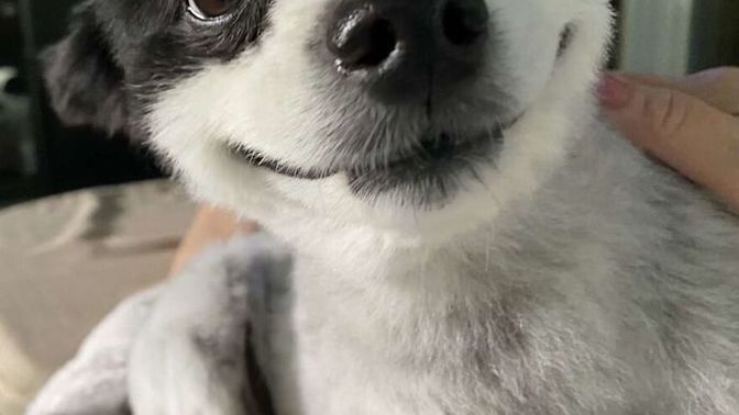 Do Dogs Laugh Like Humans?