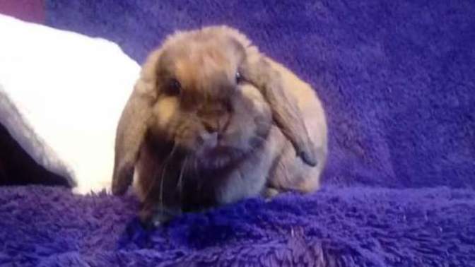 Can everyone please say hi to my new rabbits I got today there names are co. co and Lilly?