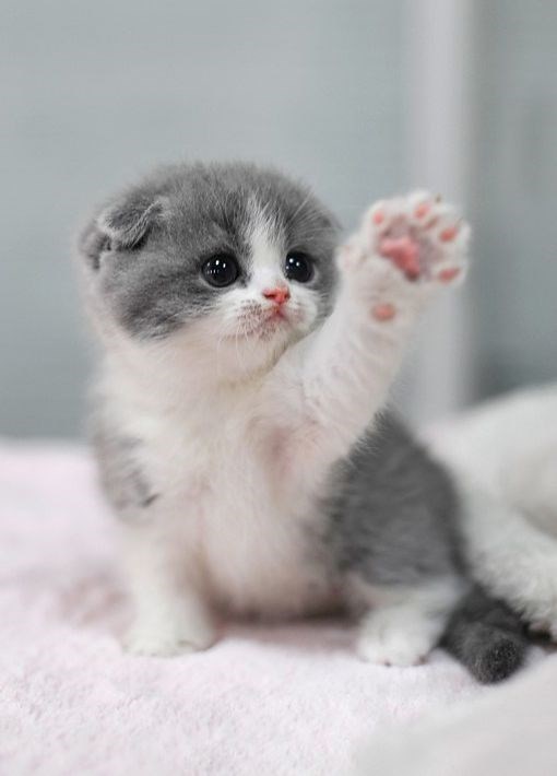 Is it cute or ugly?