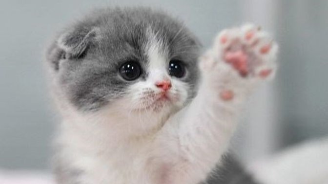 Is it cute or ugly?