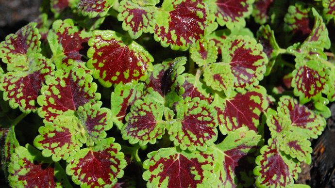 What plants do you prefer?