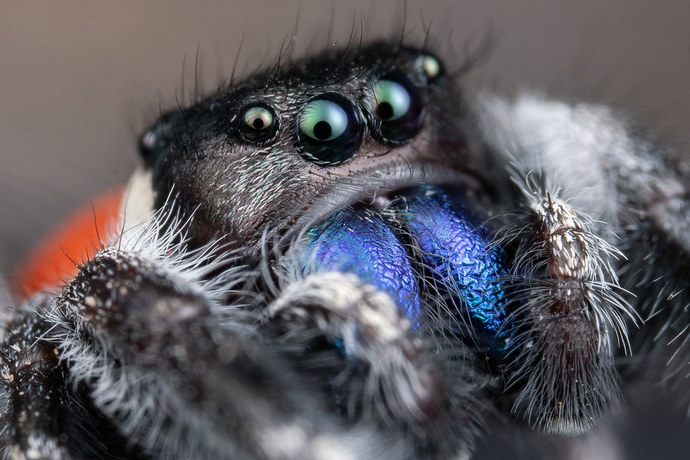 Whats your response when a girl says EEK! Theres a spider! KILL IT!?