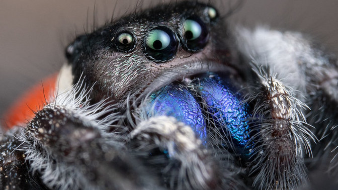 What's your response when a girl says EEK! There's a spider! KILL IT?