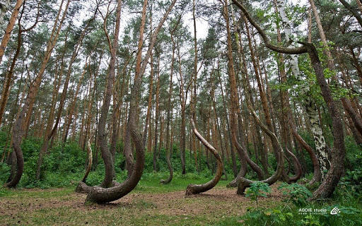 What do you think is the true story behind the Crooked Forest?