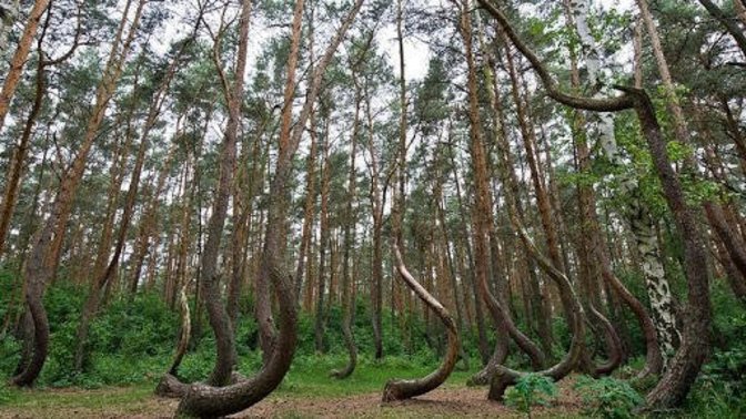 What do you think is the true story behind the Crooked Forest?