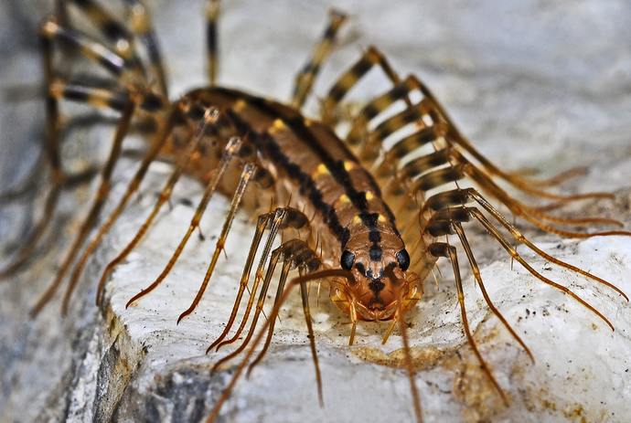 What in your opinion is the worst home insect pest?
