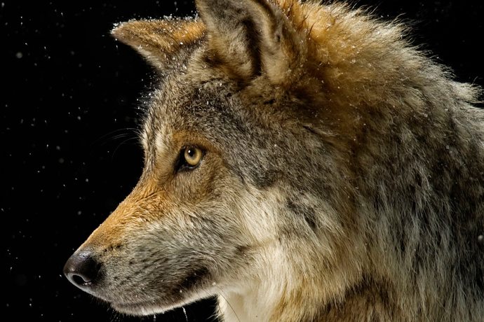 What’s your spirit animal, and why?