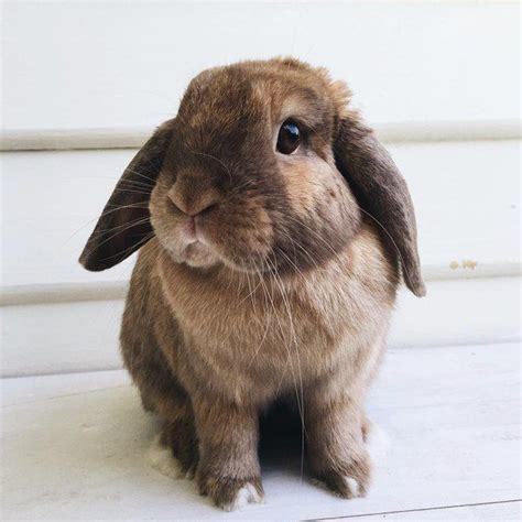 What’s your spirit animal, and why?