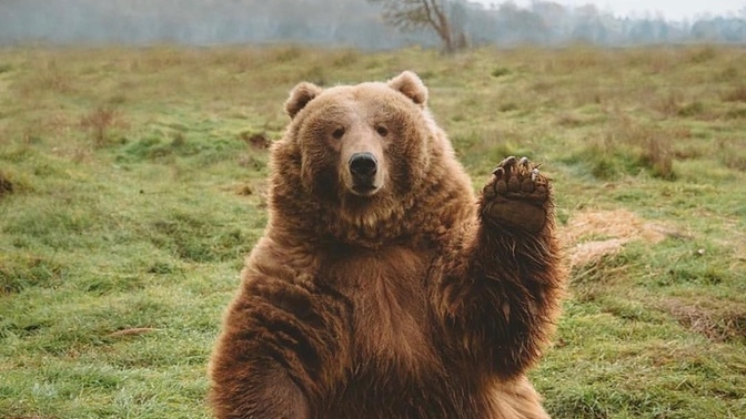What’s your spirit animal, and why?