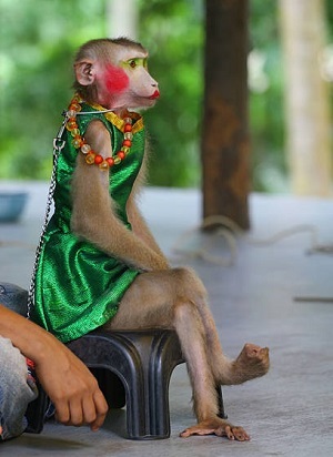 Do you think Monkeypox was originally spread by an extremely attractive monkey?