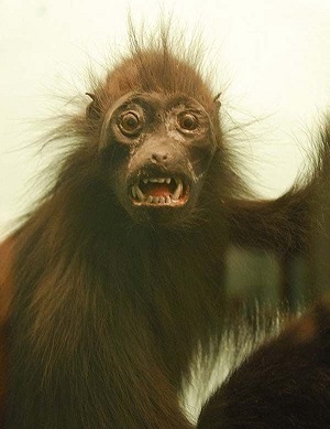 Do you think Monkeypox was originally spread by an extremely attractive monkey?