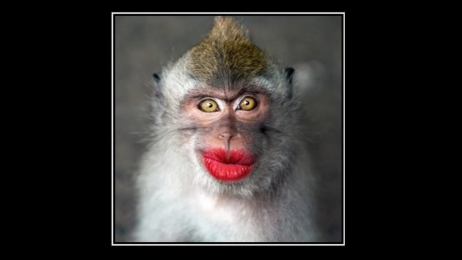 Do you think Monkeypox was originally spread by an extremely attractive monkey?