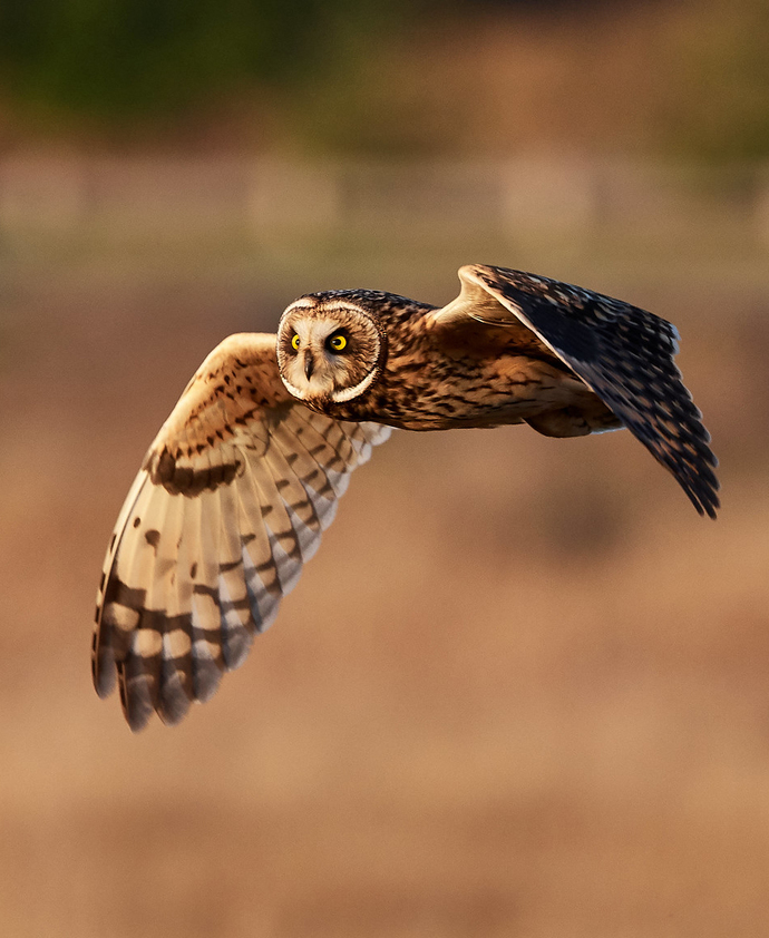 Wisdom on wing