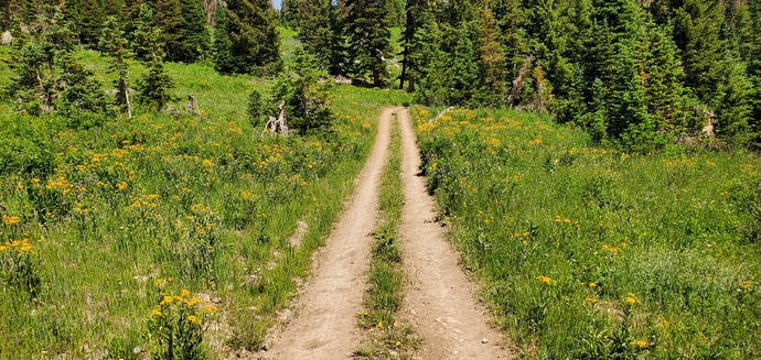 Yellow Wild Flowers