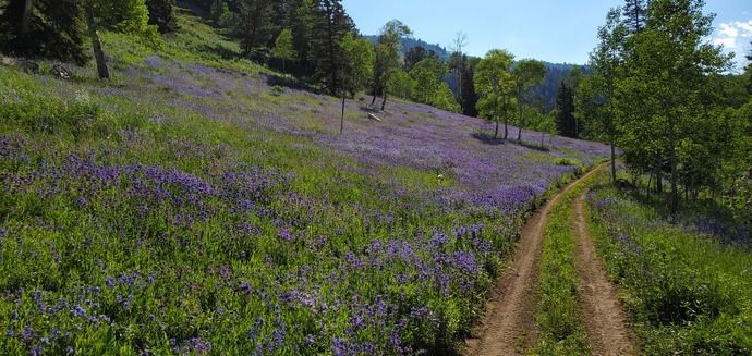 Purple Wildflowers