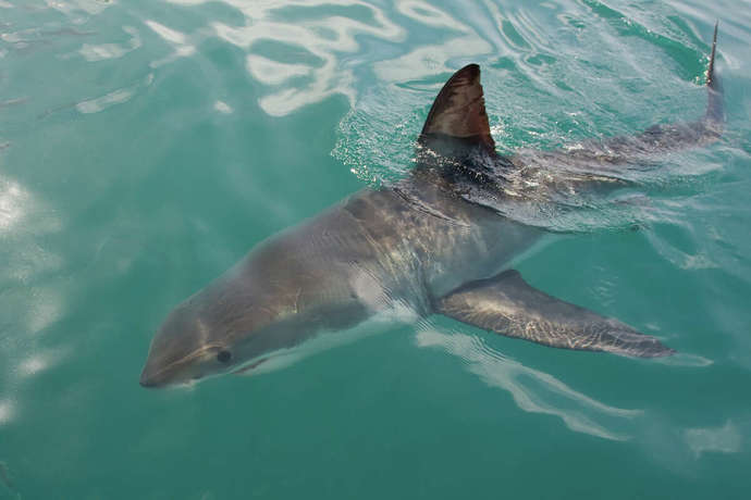 What animal would you like to see in the wild?