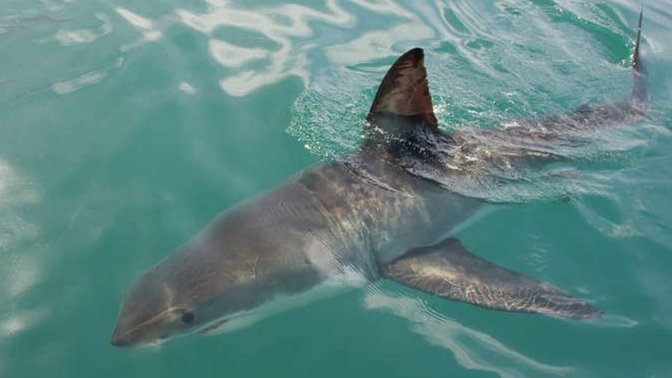 What animal would you like to see in the wild?