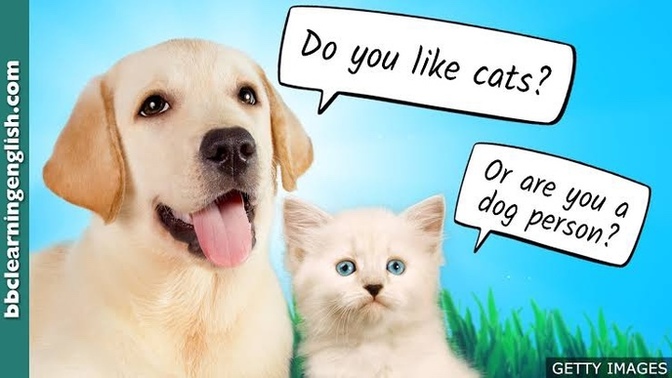 Are You a Cat or a Dog Person?