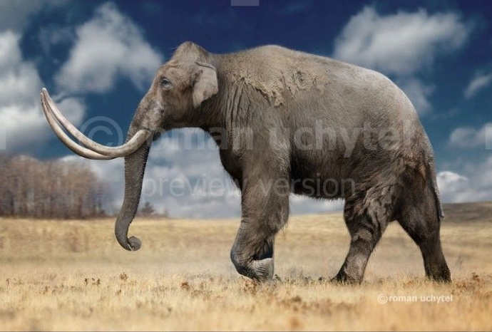 Would you rather get to see a woolly mammoth or Asian straight tusked elephant alive?