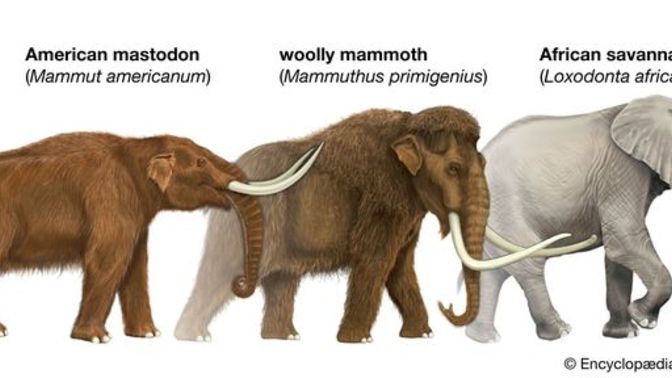 Would you rather get to see a woolly mammoth or Asian straight tusked elephant alive?