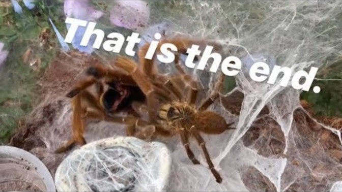 Which animals that you think have toughest life?