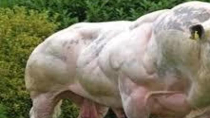 Girls, would you date a male homunculus (artificial human) with the muscle capacity of a super cow?