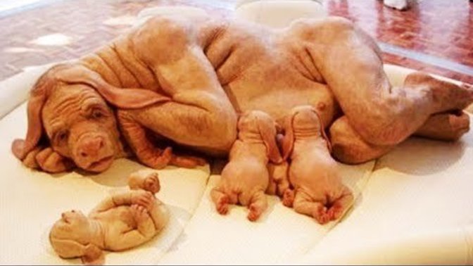 Would you want to live in a world with animal human hybrids?
