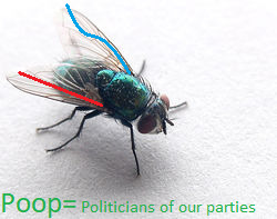 Im attracted to poop, but one of my wings is straight.
