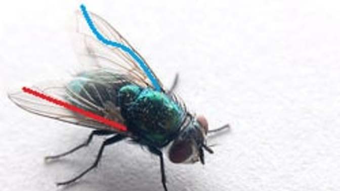 Have we conducted a poll to determine whether political wings and the desire to have a working immune system correlate?