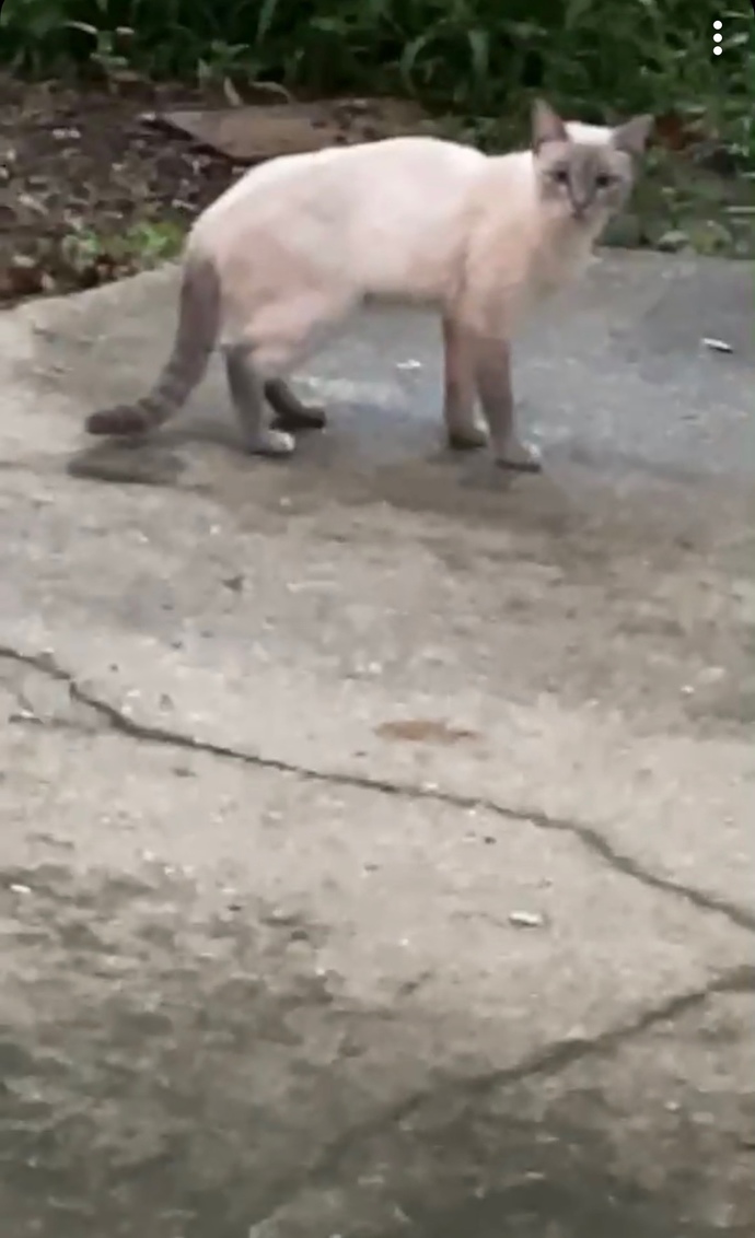 Is this an outside cat? what do l feed it?