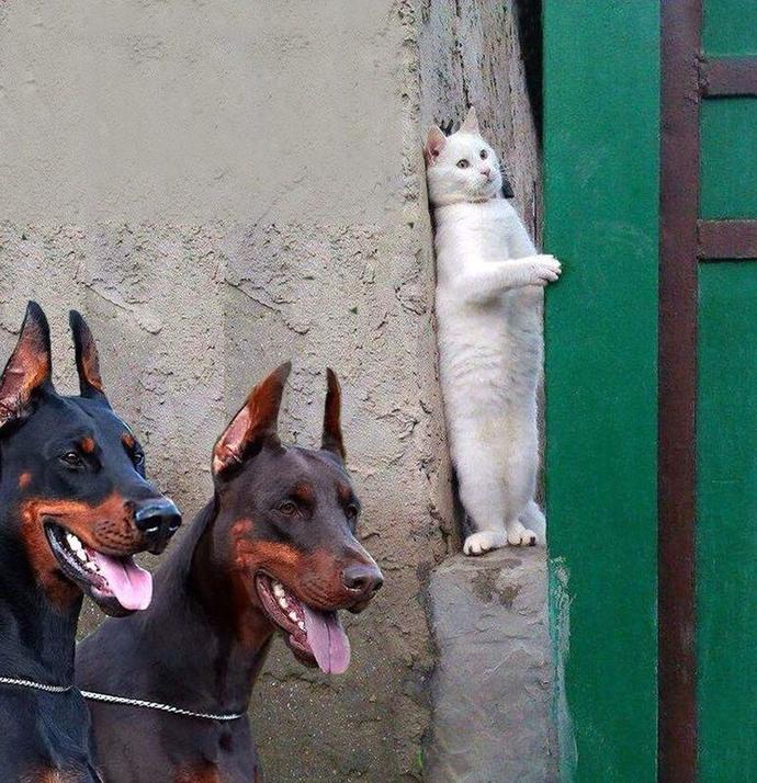 Is this an outside cat? what do l feed it?