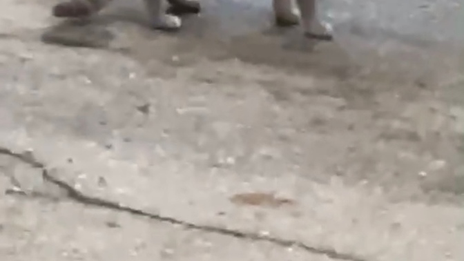 Is this an outside cat? what do l feed it?