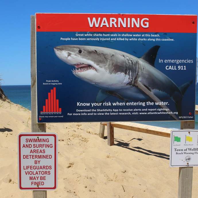 Are you enjoying Shark Week as much as I do?