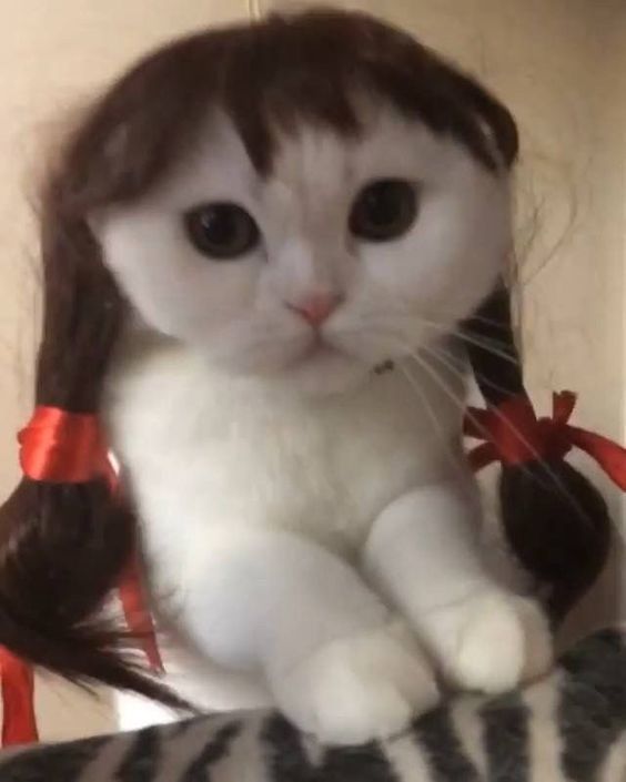 Do you know anyone who looks (and acts) a lot like a specific cat?