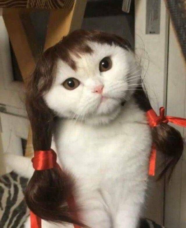 Do you know anyone who looks (and acts) a lot like a specific cat?