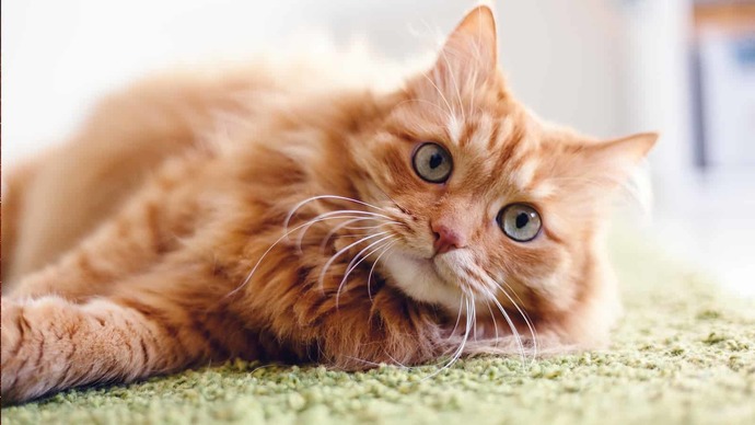 Do you know anyone who looks (and acts) a lot like a specific cat?