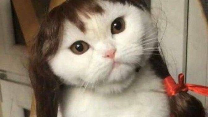 Do you know anyone who looks (and acts) a lot like a specific cat?