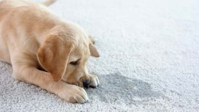 How long did it take you to potty train your puppy?