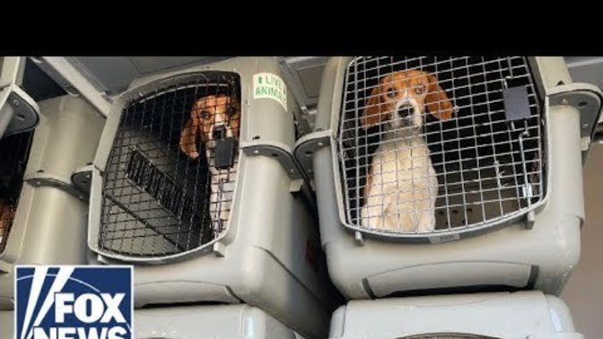 Why are taxpayer dollars used to fund cruel experiments on animals? Should Anthony Fauci and everyone involved be arrested and tortured on the spot?