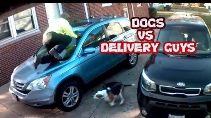 If dogs bark their head off at me delivering food to their owners houses does that make me a bad person?
